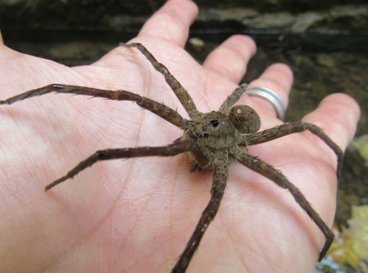 Fishing Spider